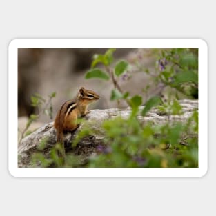 Chipmunk Sticker